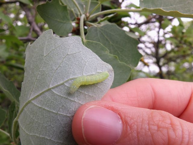 Bruchetto verde chiaro su Populus da identificare